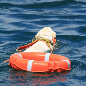 Dimostrazione di salvataggio in acqua con cani