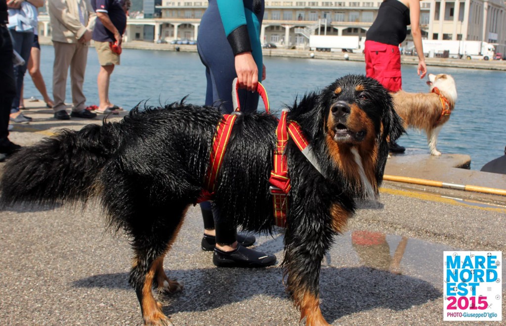 cane da salvataggio