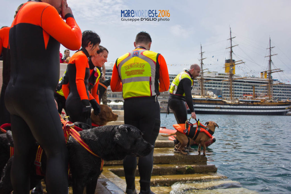 Cani da salvataggio in azione nel 2016.