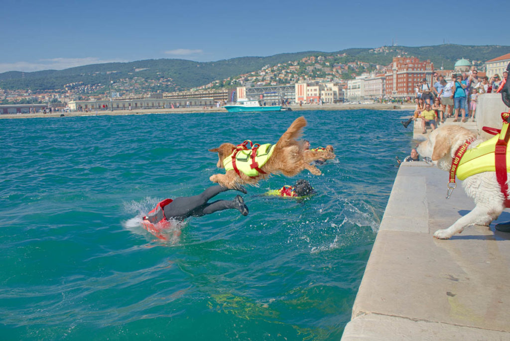 Cani da salvataggio in azione nel 2024.