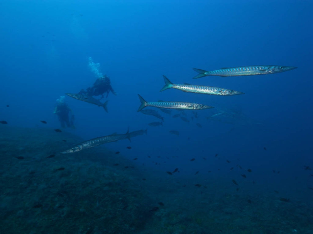 Scuola di Barracuda al largo di Capo Passero, Sicilia