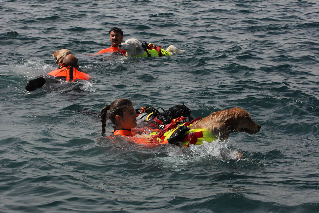 Dimostrazioni di salvataggio con cani
