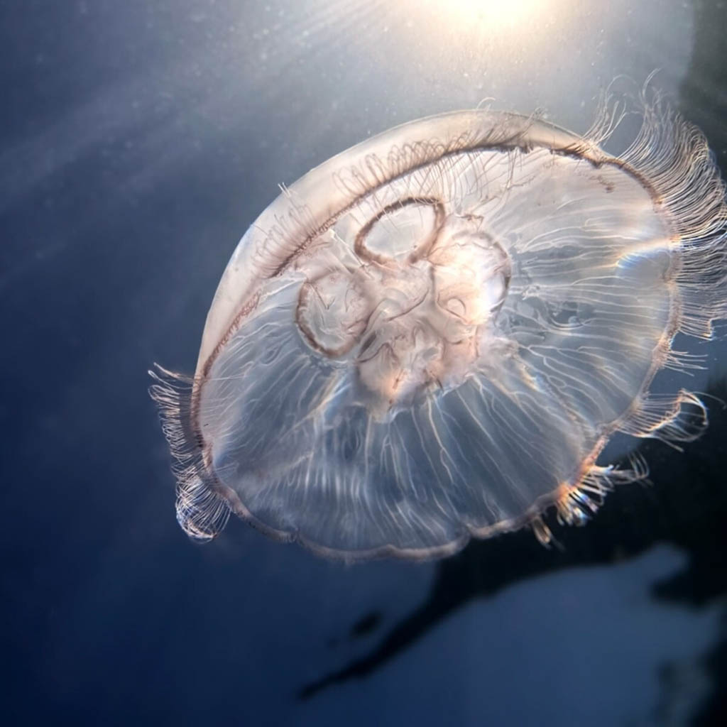 Foto di Simone Milloch vincitore della Prima Gara Internazionale di Fotografia Subacquea di Trieste